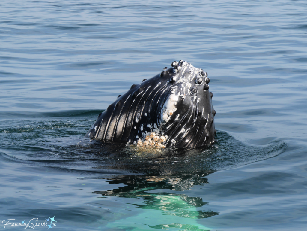 Humpback Whale Rostrum Above Water   @FanningSparks