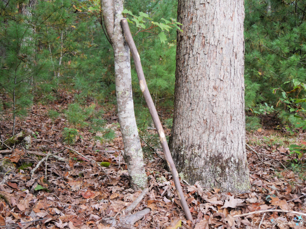 Tulip Poplar Branch for My Broom Handle   @FanningSparks