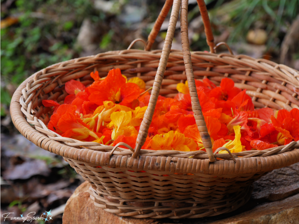 Harvesting Nasturtiums in the Schools Gardens at the John C Campbell Folk School   @FanningSparks