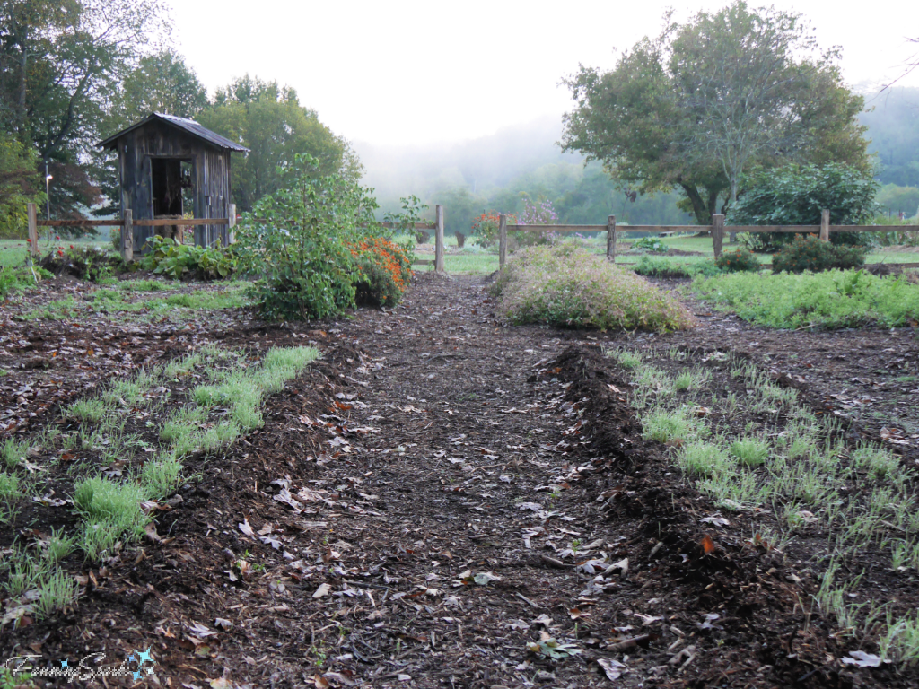 Rows in the Dye Garden at the John C Campbell Folk School   @FanningSparks