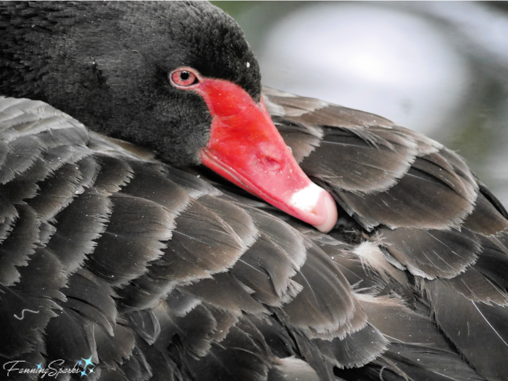 Black Swan with Head Tucked In   @FanningSparks