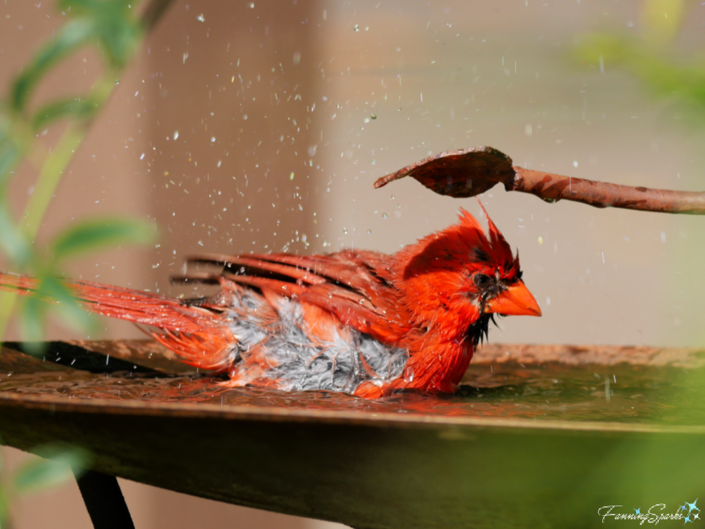 Northern Cardinal in Birdbath   @FanningSparks