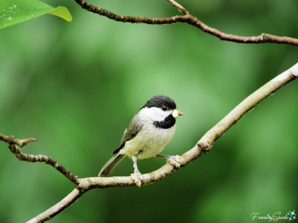 Carolina Chickadee with Berry   @FanningSparks