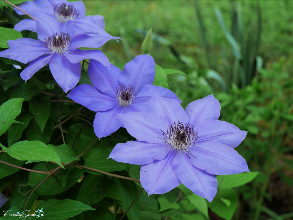 Four Clematis ‘Ramona Blue’ Blooms   @FanningSparks