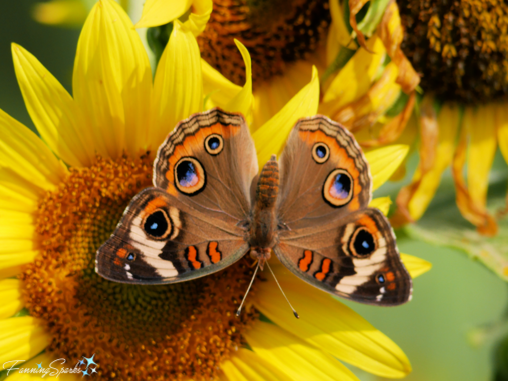 Common Buckeye Butterfly on Sunflower @FanningSparks