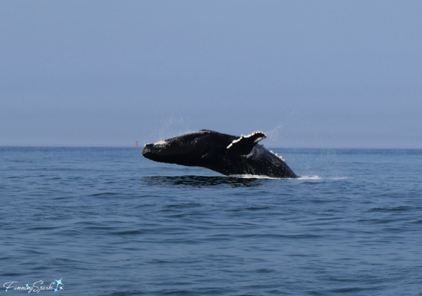 Majestic Humpback Whale Breaching   @FanningSparks