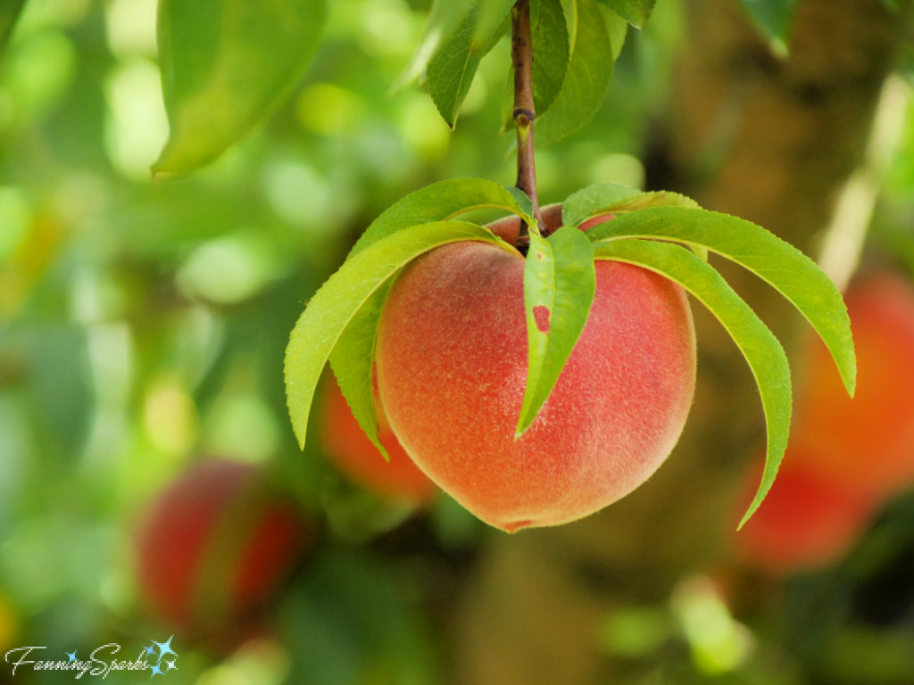 Lush Ripe Peach on Tree   @FanningSparks