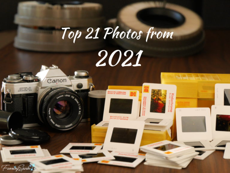 Top 21 Photos from 2021 – FanningSparks