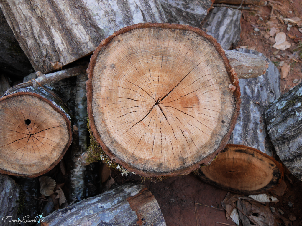 Tree Rings on Oak Log   @FanningSparks   