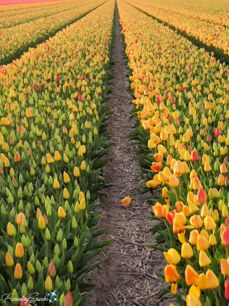 Field of Yellow Tulips in Evening at Noordwijkerhout   @FanningSparks