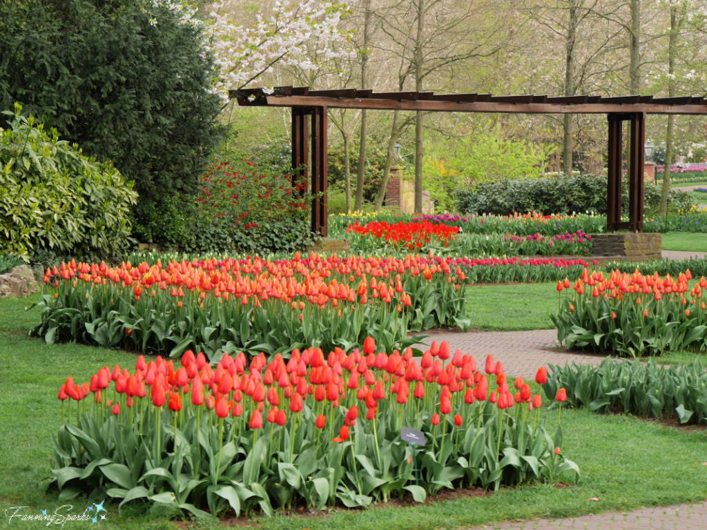 Red Orange Tulips on Display at Keukenhof   @FanningSparks