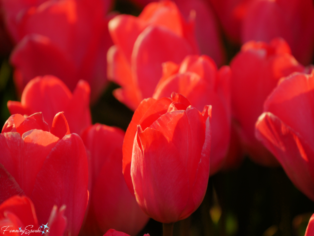 Red Tulips in Evening Light in Noordwijkerhout   @FanningSparks