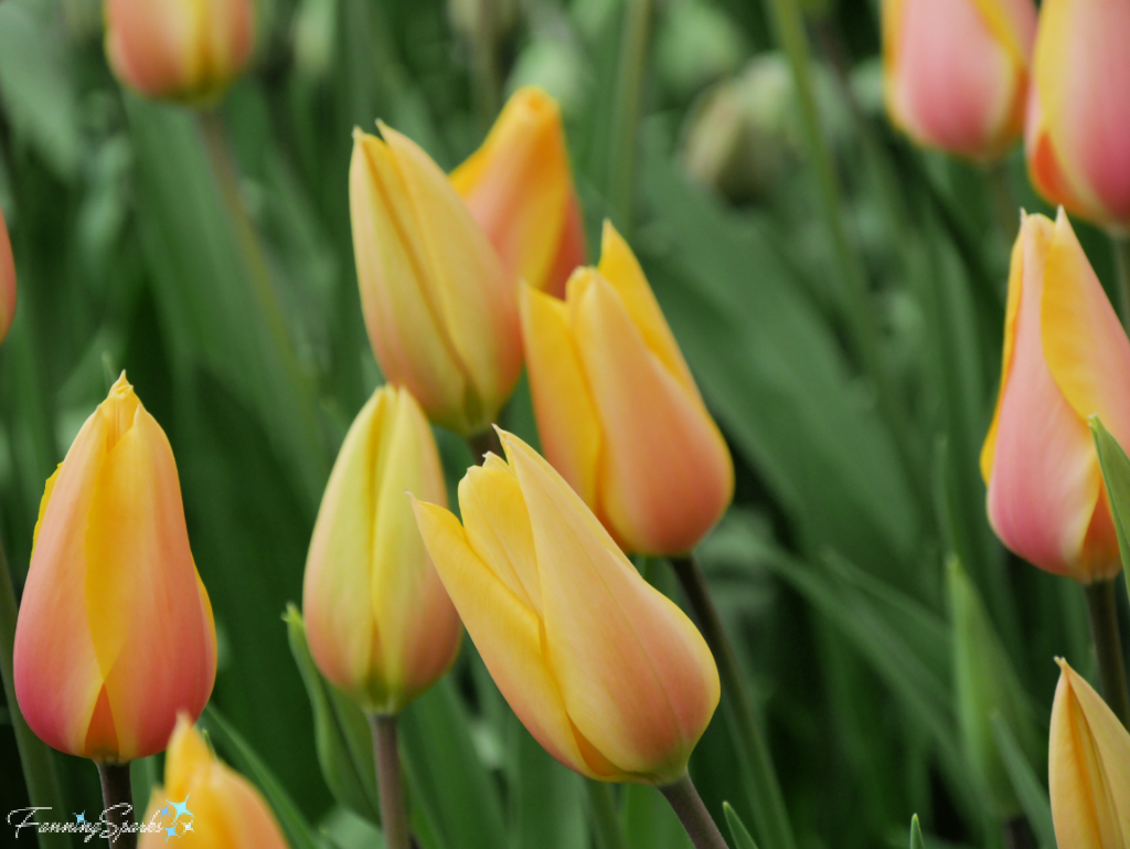 Tulip Blushing Beauty - Single Late Classification @FanningSparks 
