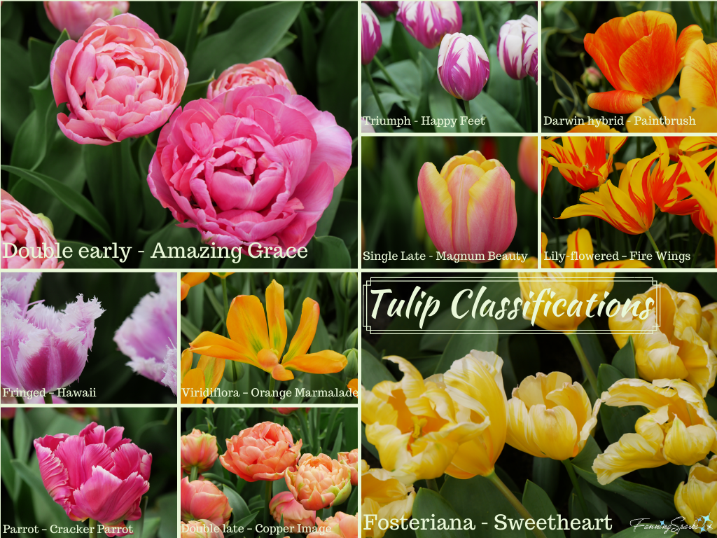 Classifications of Tulips with Examples   @FanningSparks