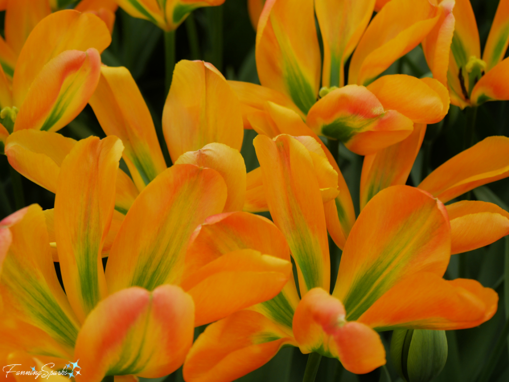 Tulip Orange Marmalade – Viridiflora Classification   @FanningSparks
