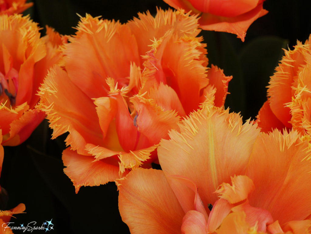 Tulip Orange Passion – Fringed Classification   @FanningSparks