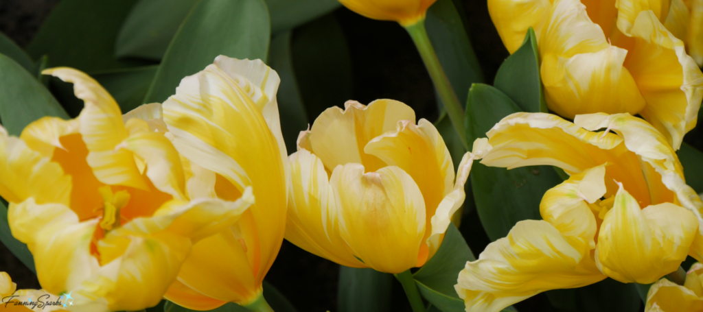 Tulip Sweetheart - Fosteriana Classification @FanningSparks
