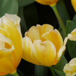 Tulip Sweetheart - Fosteriana Classification @FanningSparks