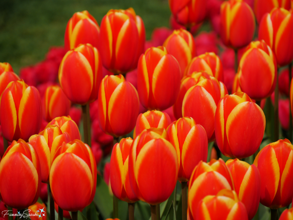 World Beauty Tulips in Bloom at Keukenhof   @FanningSparks