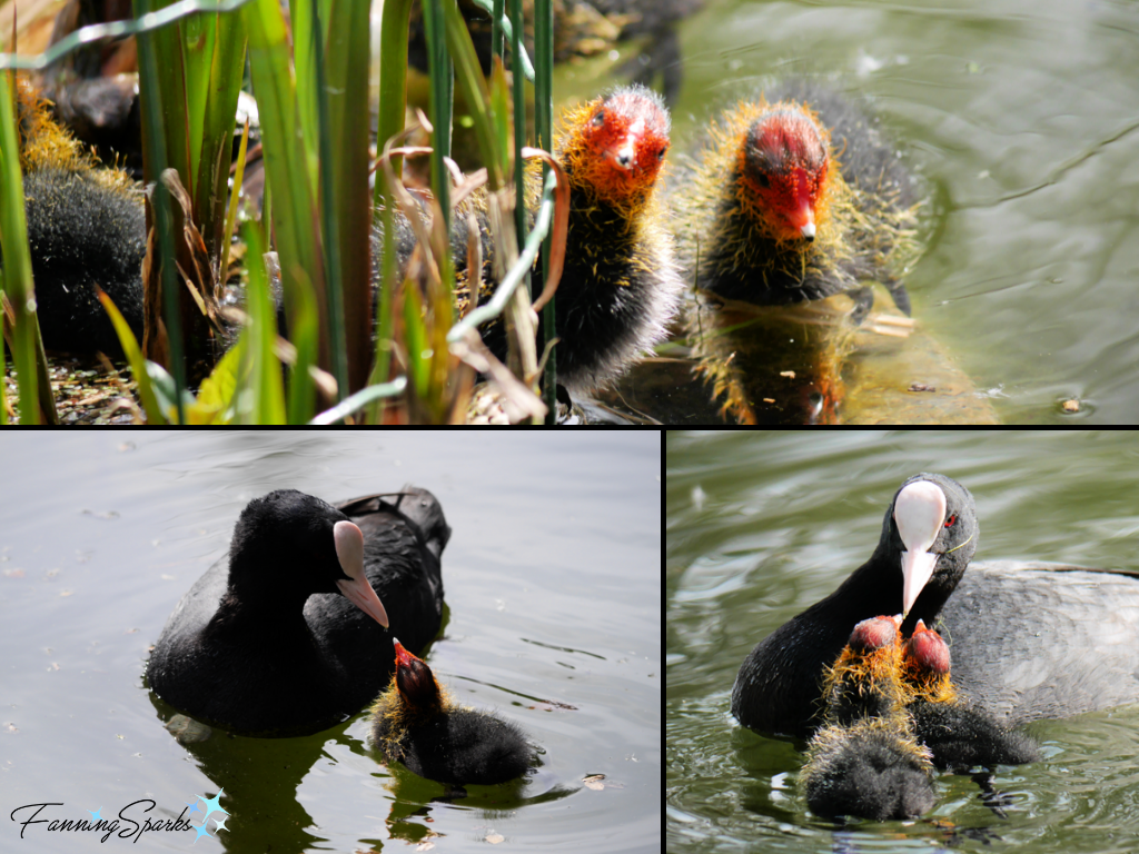 Eurasian Coot Collage   @FanningSparks