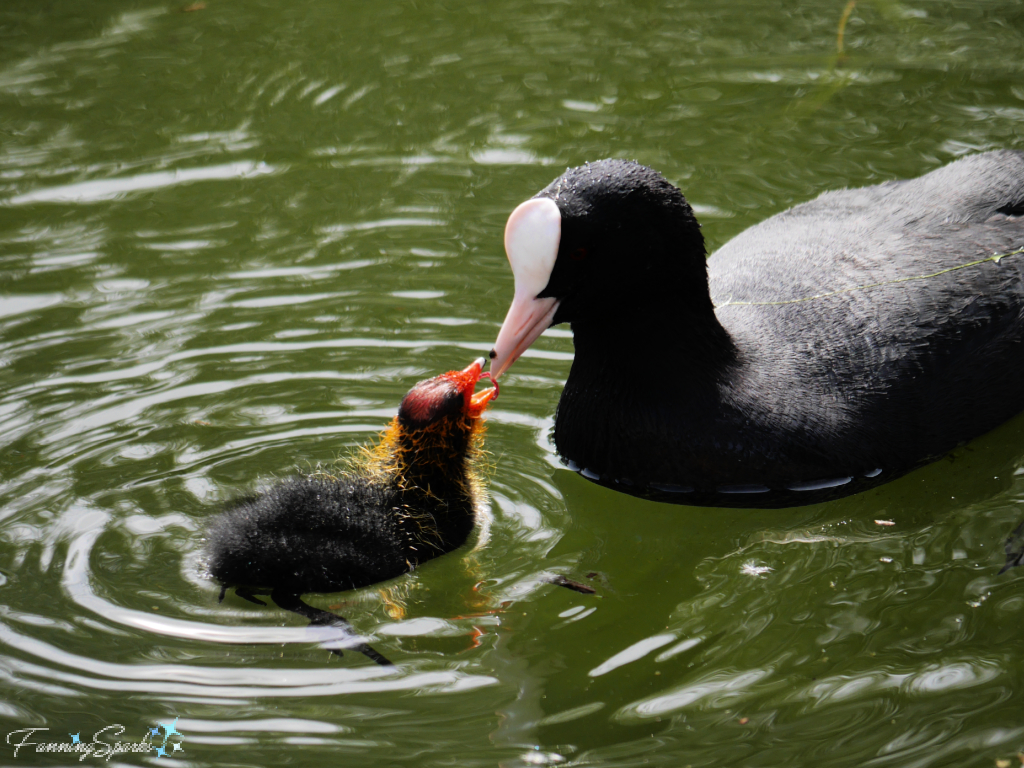 Eurasian Coot Parent Feeding Duckling @FanningSparks