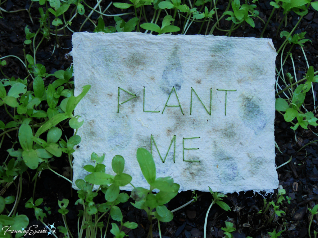 Plant Me Handmade Paper with Embedded Flower Seeds   @FanningSparks