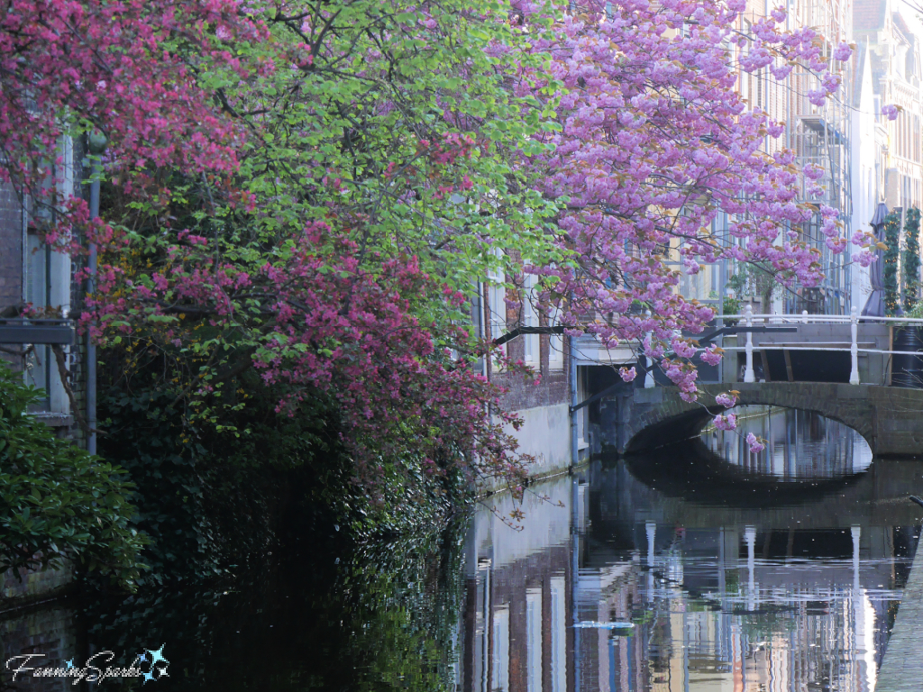 Spring Blossoms Over Canal and Bridge in Delft   @FanningSparks