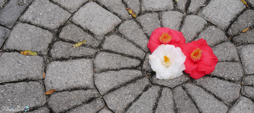 Camellias at Center of Labyrinth at New Hanover County Arboretum NC @FanningSparks