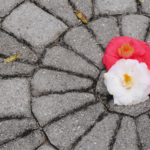 Camellias at Center of Labyrinth at New Hanover County Arboretum NC @FanningSparks