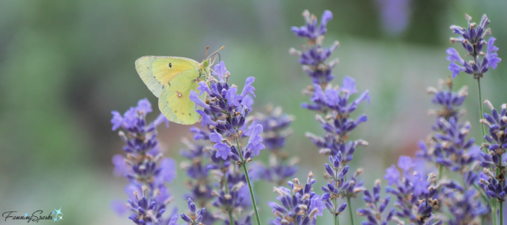 Cloudless Sulphur Butterfly on New Zealand Blue Lavender @FanningSparks