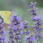 Cloudless Sulphur Butterfly on New Zealand Blue Lavender @FanningSparks