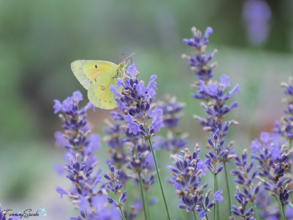Cloudless Sulphur Butterfly on New Zealand Blue Lavender   @FanningSparks