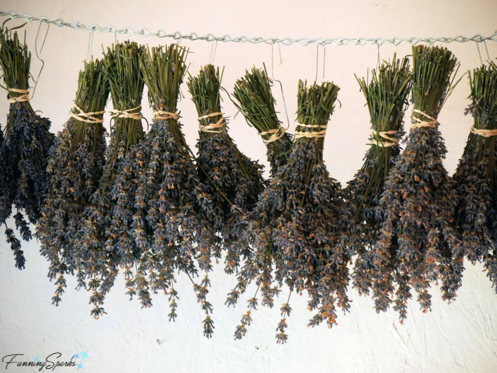 Culinary Lavender Hanging to Dry in Red Oak Lavender Shop   @FanningSparks