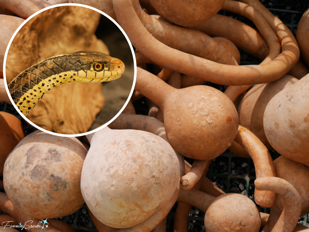 Dipper Gourds with Garter Snake by Cara Bevan   @FanningSparks