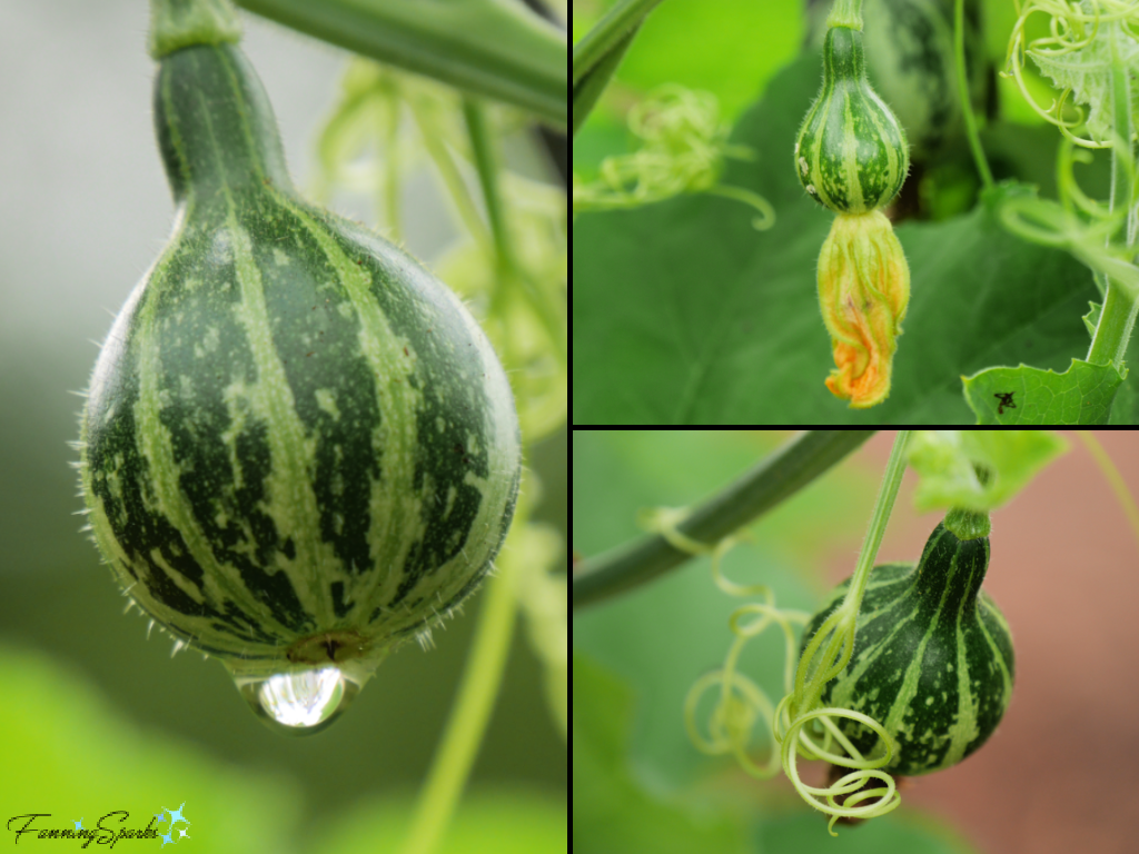 Gourds Growing on the Vine   @FanningSparks