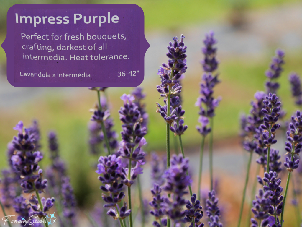 Impress Purple Lavender   @FanningSparks