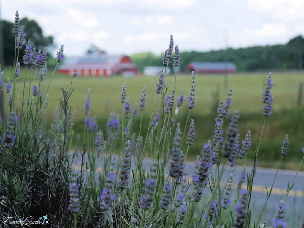 Lavender Blooms in Front of Red Barn   @FanningSparks