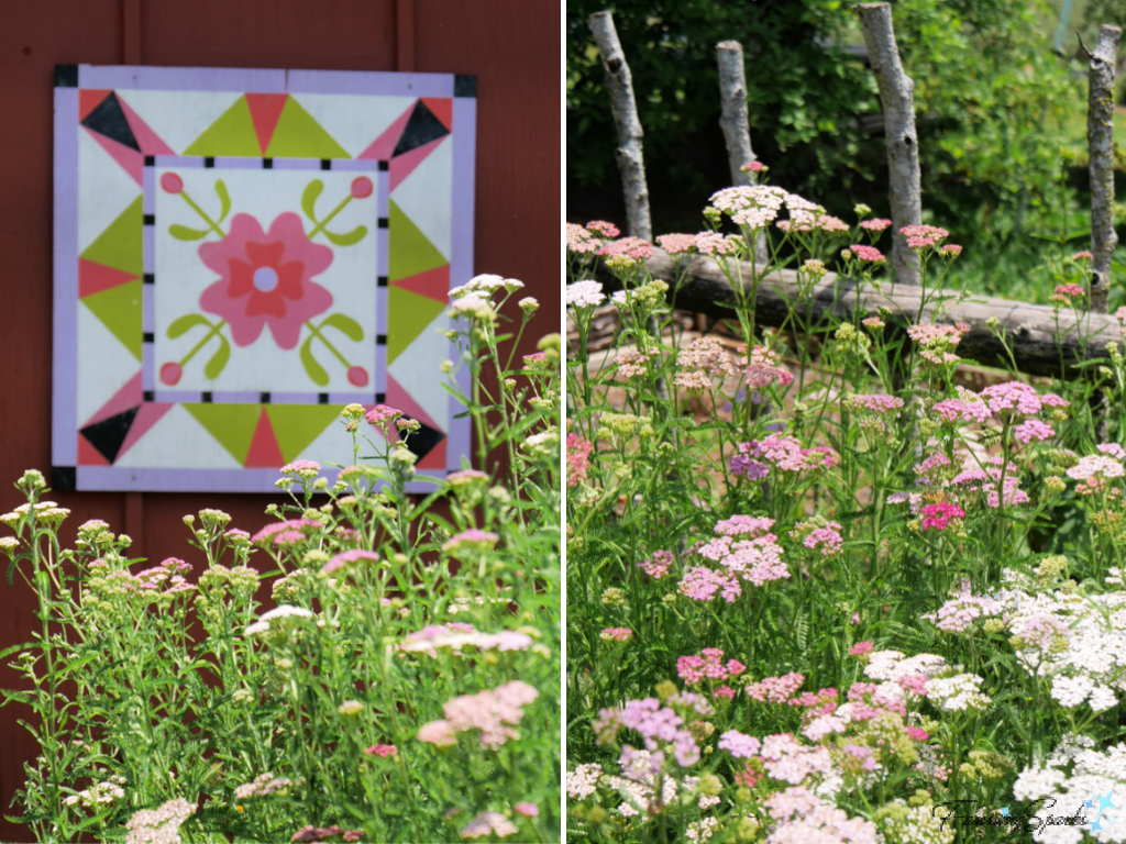Pastel Yarrow in Front of Barn Quilt   @FanningSparks