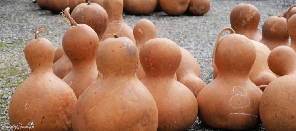 Selection of Bottle Gourds @FanningSparks