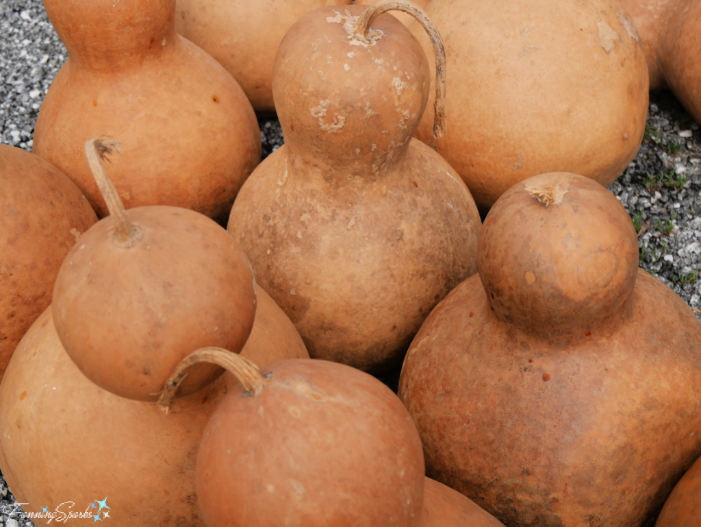 Selection of Bottle Gourds   @FanningSparks