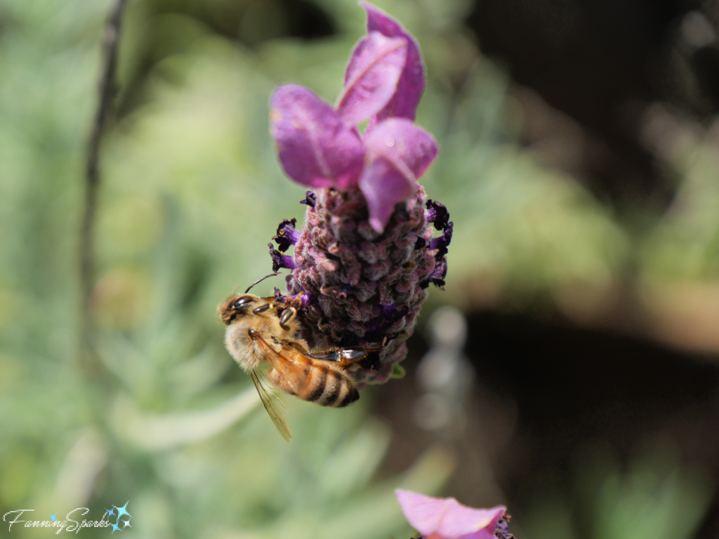 Western Honey Bee on French Spanish Lavender   @FanningSparks