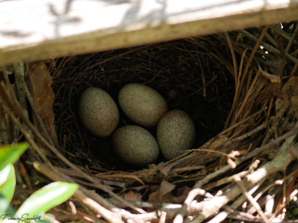 Brown Thrasher Eggs in Nest   @FanningSparks