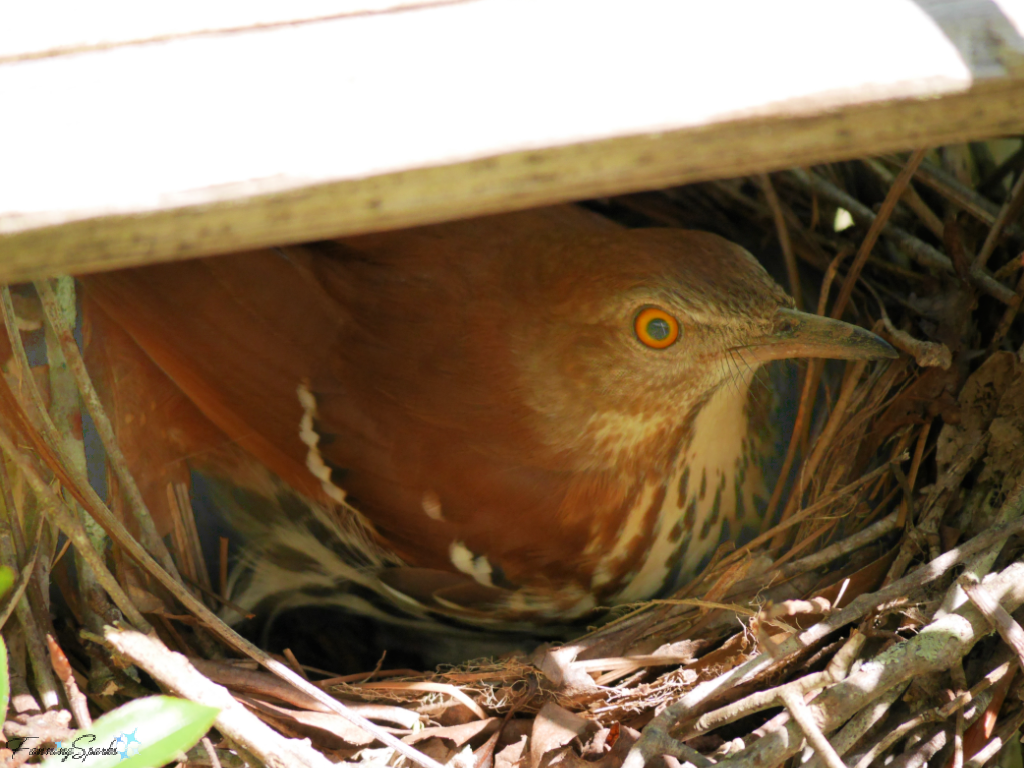 Brown Thrasher Sitting on Nest   @FanningSparks