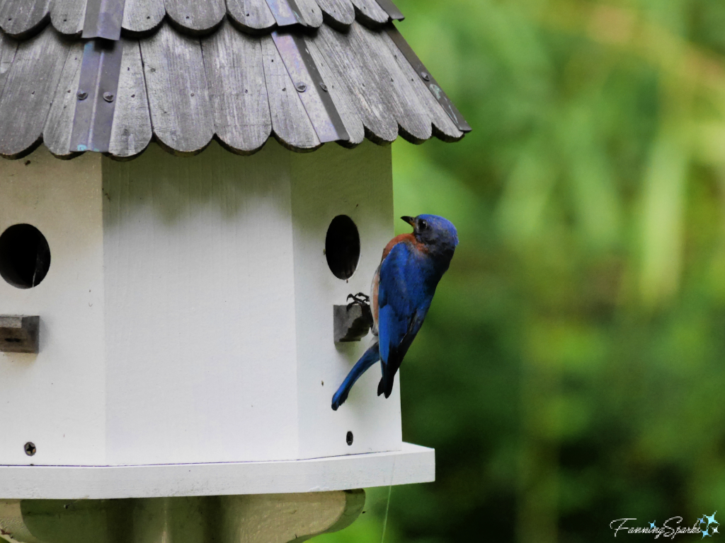 Eastern Bluebird on White Birdhouse  @FanningSparks 