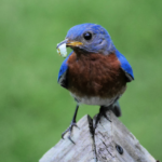 Eastern Bluebird with Juicy Worm Looking Left @FanningSparks