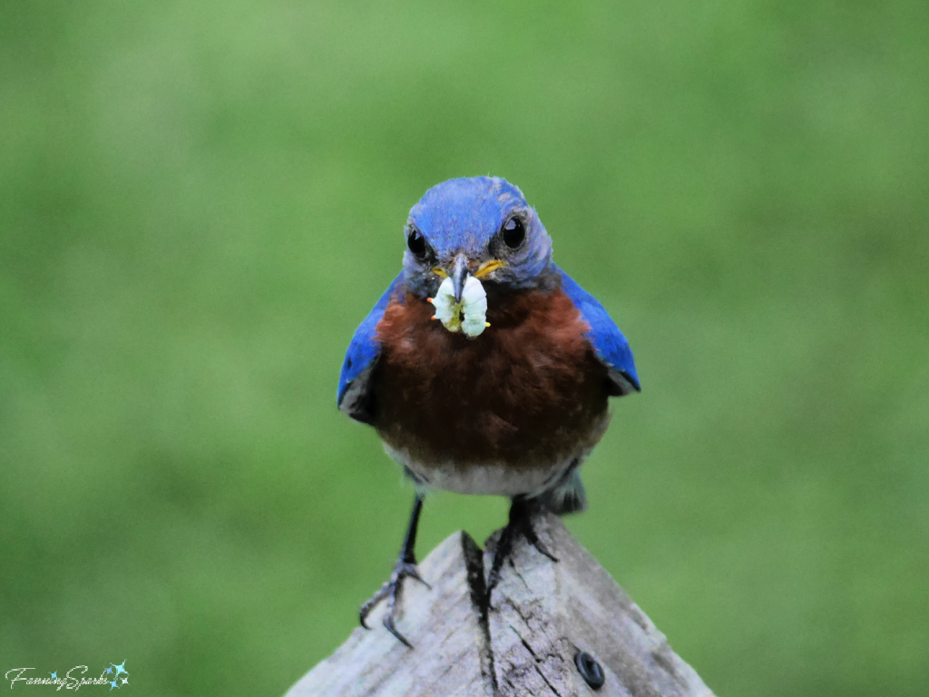 Eastern Bluebird with Juicy Worm   @FanningSparks