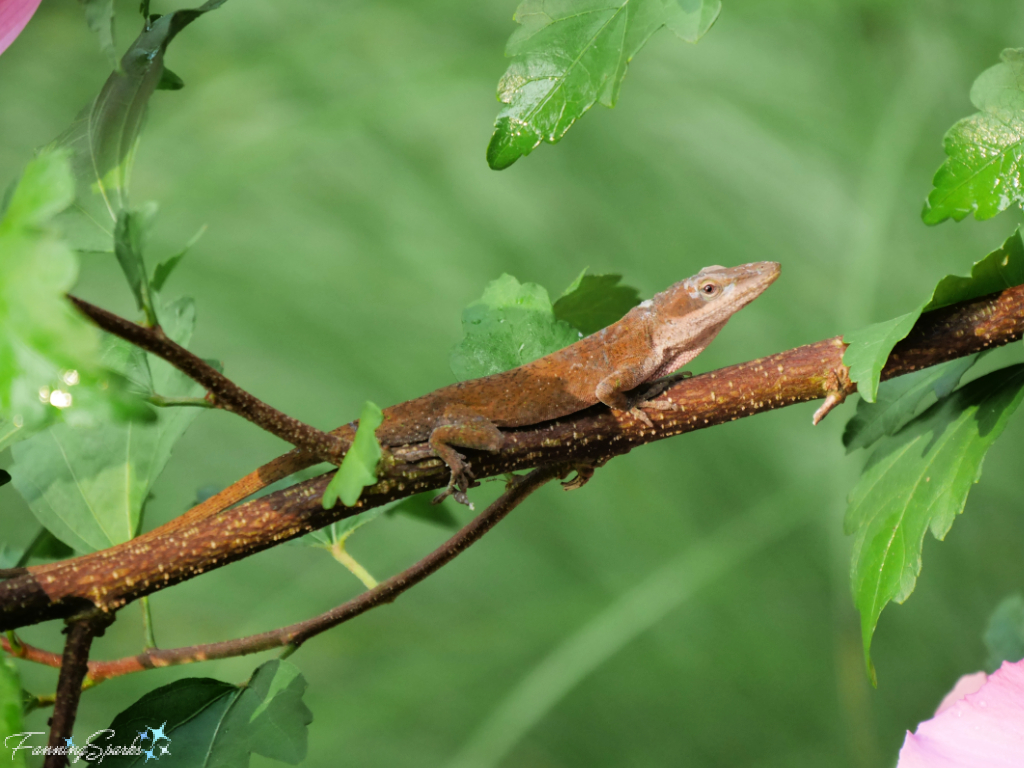 Green Anole Crawls Along Rose of Sharon Branch   @FanningSparks