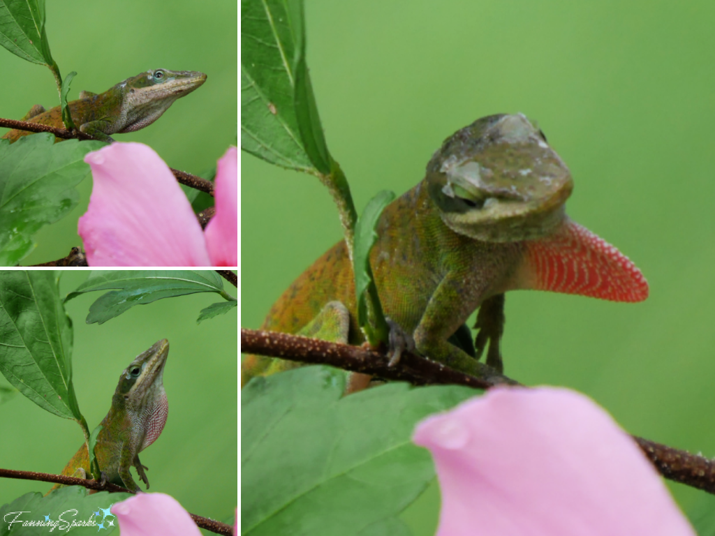 Green Anole Expands and Contracts Dewlap @FanningSparks