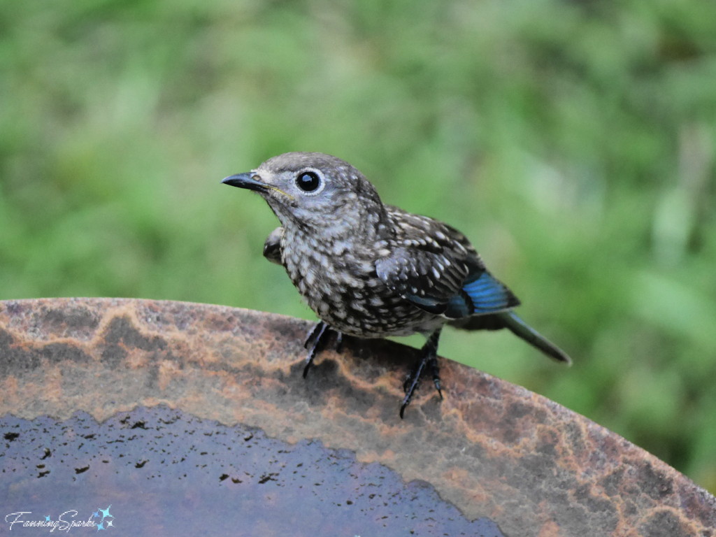 Juvenile Eastern Bluebird on Edge of Birdbath  @FanningSparks 