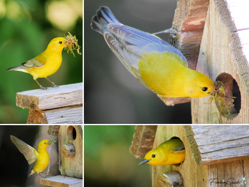 Prothonotary Warbler Making a Nest   @FanningSparks